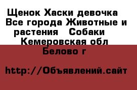 Щенок Хаски девочка - Все города Животные и растения » Собаки   . Кемеровская обл.,Белово г.